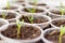 Young sprouts of flowers in glasses on a windowsill