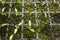 Young sprouts flowers sprouted in tray for seedlings top view