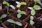 Young sprouts of garden cucumbers