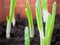 Young sprouts of green onion in dark spring soil