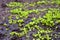 Young sprouts of lettuce in the garden on the wet ground with a puddle