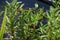 Young sprouts of a mentha aquatica also called water mint