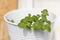 Young sprouts of Oregano growing in a pot hanging on balcony wall. Natural light.