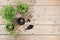 Young sprouts of seedlings in peat biodegradable pots and care tools, transplant of rucolla, parsley and mint on a bright sunny