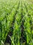 Young sprouts, sowing wheat close up