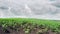 Young sprouts of sunflower and cumulus clouds in the sky. Panoramic movement to the right.