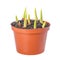 Young sprouts tulips with green leaves in flower pot is isolated