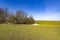 Young sprouts of winter wheat of grain crops in sunny day. Young green sprouts line. Fertile agricultural land. Symmetrical lines