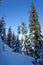 young spruce with a bizarre snow head on a clear frosty winter day