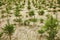 Young spruce tree cultivation on plantation