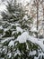 Young spruce under the recently fallen snow in Novosibirsk, Russia