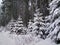 Young spruces in the forest covered with snow