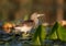 Young squacco heron Ardeola ralloides