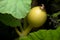 Young squash grows amongst large green leaves on a dark background