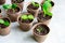 A young squash seedling grows in a pot.