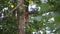 Young squirrel jumping from the tree.