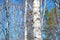 A young squirrel looks out from behind a birch tree.