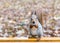 young squirrel sitting on bench with a nut against blurred background