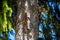 Young squirrels climbing on a tree