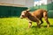 Young Staffordshire having fun running in a garden