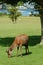 Young stag on Lochranza golf course, Arran