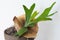 Young Staghorn Fern with Brown Sterile Shield