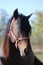 Young stallion looking over the corral fence