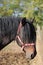 Young stallion looking over the corral fence