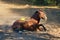 Young stallion playing with dust