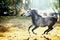 Young stallion runs gallop on sunshine nature background