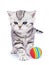 Young standing silver tabby cat with colorful ball