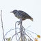 A young star bird, sturnus vulgaris, sitting on a twig of a birch.