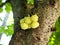 Young Star Gooseberry Fruit in the Garden