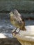 Young Starling on a birdbath