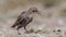 Young Starling on Ground