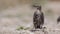 Young Starling Perching on Ground