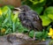 Young Starling in urban house garden in bright warm weather.