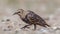 Young Starling Walking Left Eating Worm