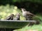 Young Starlings bathing