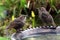 Young Starlings on a birdbath