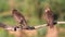 Young starlings jumps on dry branch