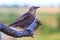 Young starlings sits on dry branch