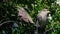 Young Starlings in tree in urban garden.