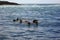 Young Steller Sea Lions, Eumetopias jubatus, playing in Ocean, Pacific Rim National Park, Vancouver Island, British Columbia