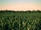 Young, still green corn is ripening in a large field, the clear sky and the evening light of the sun