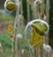 Young still rolled fern leaves in the park