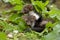 Young Stone Marten or Beech Marten, martes foina, Normandy