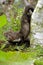 Young Stone Marten or Beech Marten, martes foina, Normandy