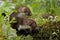 Young Stone Marten or Beech Marten, martes foina, Normandy