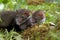 Young Stone Marten or Beech Marten, martes foina, Normandy